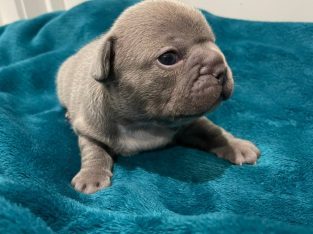 French Bulldog – Brassall