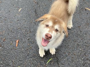 Alaskan Malamute – Berkeley Vale