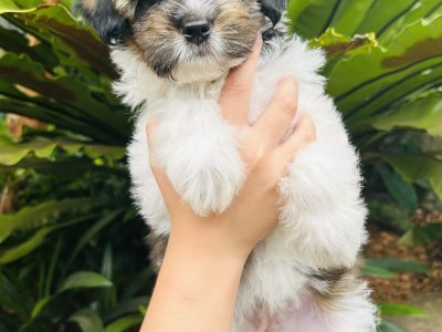Maltese Shih Tzu – Sylvania