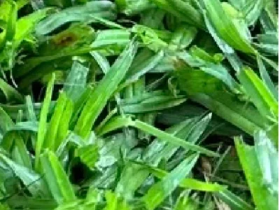 Labrador Retriever – Warwick