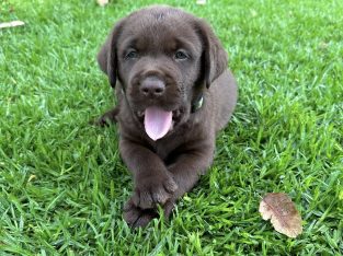Labrador Retriever – Warwick