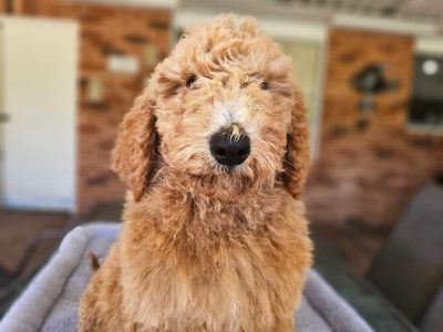 Poodle Standard – Dubbo