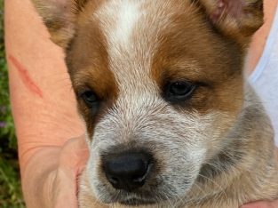 Australian Cattle Dog – Gordonvale
