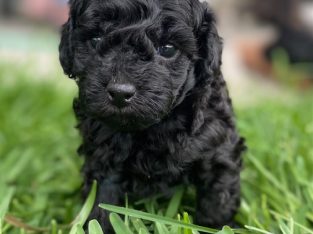 Toy Poodle – South Mackay