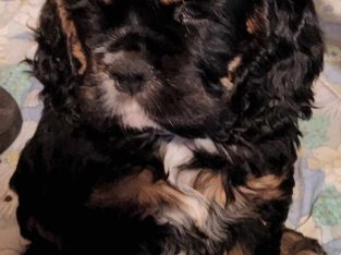 Cocker Spaniel – Bylong