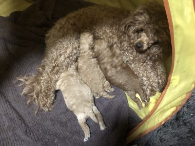 Poodle Mini – Whyalla
