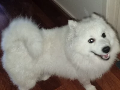 Japanese Spitz – Leopold