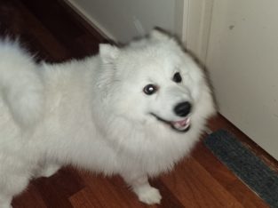 Japanese Spitz – Leopold