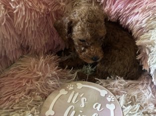 Toy Poodle – Busby