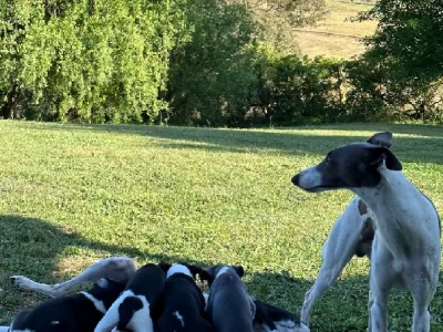 Whippet – Upper Turon