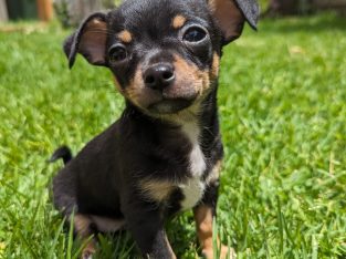 Chihuahua – Werribee