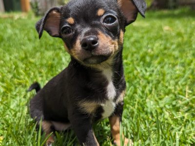 Chihuahua – Werribee