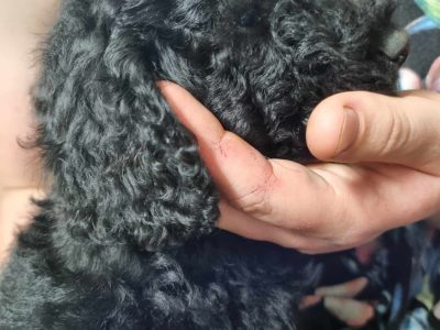 Goldendoodle – Rosewood