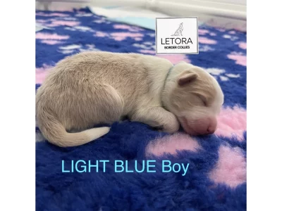 Border Collie – Bathurst