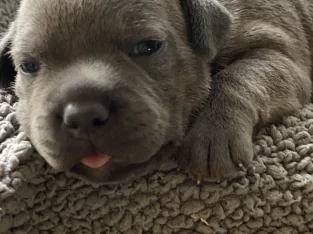 Dogs – Bundaberg Central