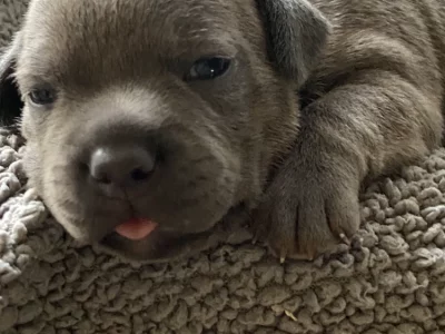 Dogs – Bundaberg Central