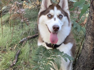 Dog – Cherie Martino