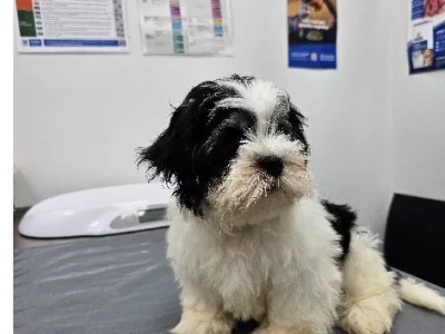 Lhasa Apso – Parramatta Park