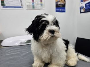 Lhasa Apso – Parramatta Park