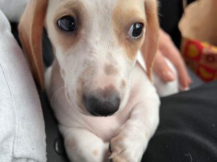 Dachshund – Campbelltown