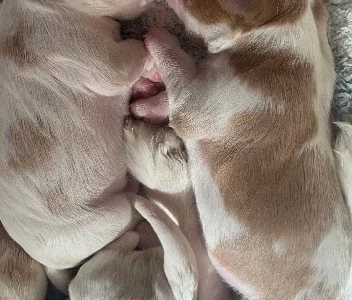 Cavalier King Charles Spaniel – Kym