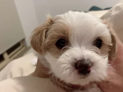 Maltese Shih Tzu – Gladesville