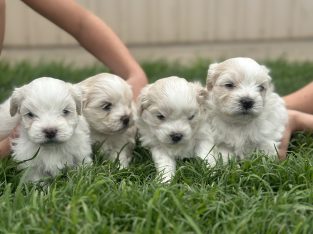 Bichon Frise – Biloela