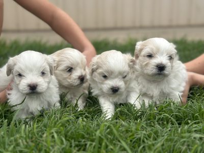 Bichon Frise – Biloela