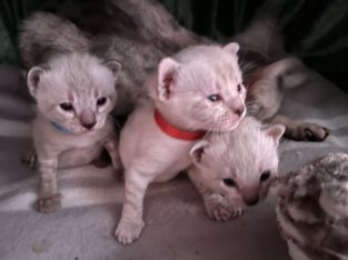 Cats – Elizabeth North