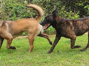 Belgian Malinois – Brisbane