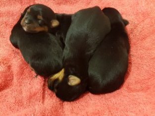 Australian Silky Terrier – Upper Swan