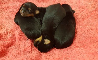 Australian Silky Terrier – Upper Swan