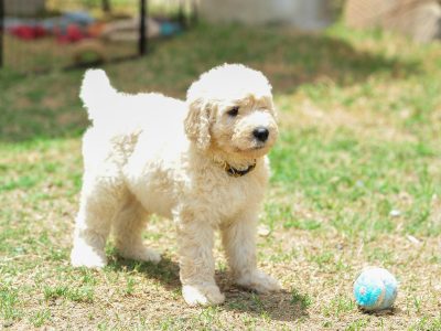 Groodle – Plainland