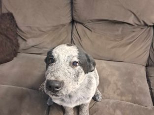 Australian Stumpy Tail Cattle Dog – Walloon