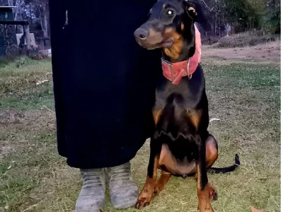 Dobermann – Grafton