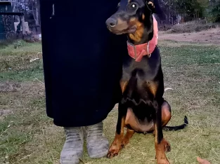 Dobermann – Grafton
