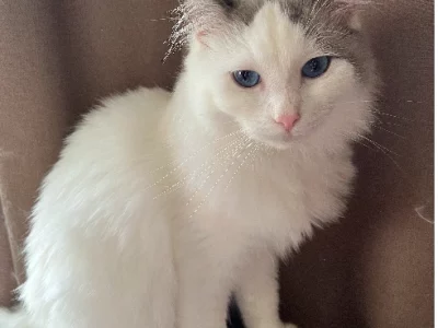 Ragdoll – Wantirna