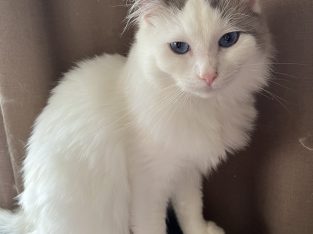 Ragdoll – Wantirna