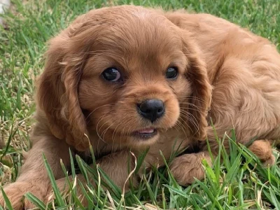 Cavalier King Charles Spaniel – Armidale