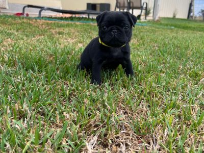 Pug – Parkes