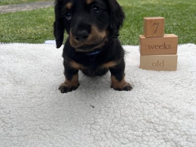 Dachshund – Mooroopna