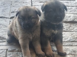 German Shepherd – Minden