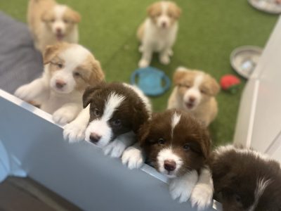 Dogs – Mooloolah Valley