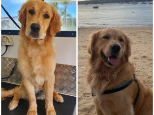 Golden Retriever – Penrith