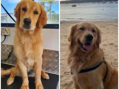 Golden Retriever – Penrith