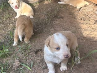 Border Collie – Mudgeeraba