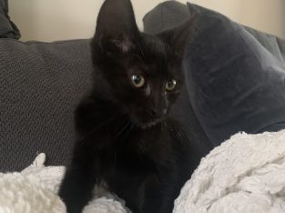 British Shorthair – Keilor