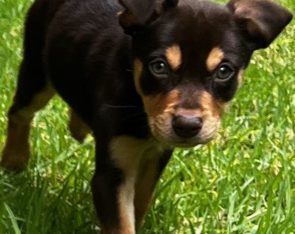 Australian Kelpie – Minchinbury