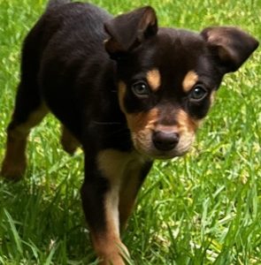 Australian Kelpie – Minchinbury