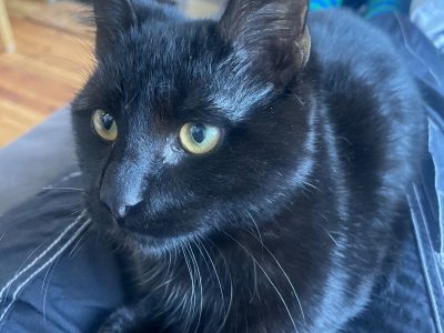 Domestic Short Hair (DSH) – Torquay